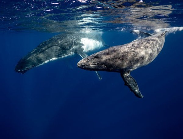Comment organiser une expédition pour observer les baleines grises en Californie?