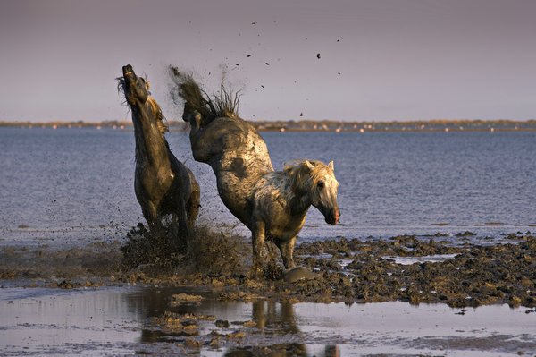 Destinations de rêve pour un week-end en camargue
